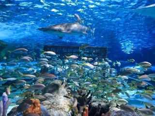 Charleston Aquarium 